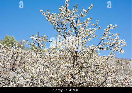 Cherry tress in der Blüte in Monroy Tal Stockfoto