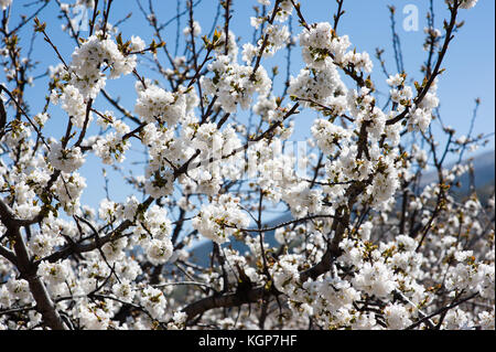 Cherry tress in der Blüte in Monroy Tal Stockfoto