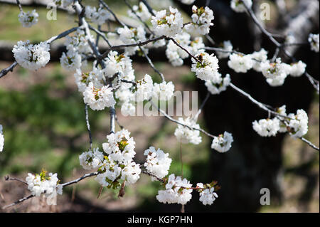 Cherry tress in der Blüte in Monroy Tal Stockfoto