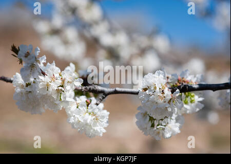 Cherry tress in der Blüte in Monroy Tal Stockfoto