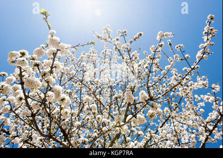 Cherry tress in der Blüte in Monroy Tal Stockfoto