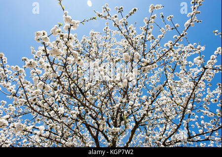 Cherry tress in der Blüte in Monroy Tal Stockfoto