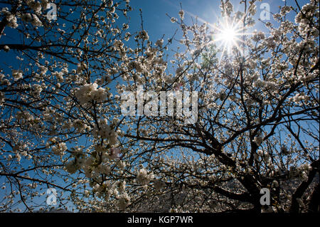 Cherry tress in der Blüte in Monroy Tal Stockfoto