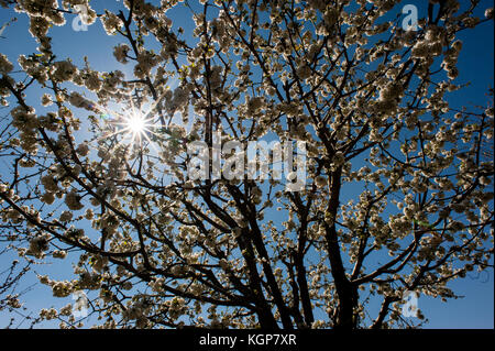 Cherry tress in der Blüte in Monroy Tal Stockfoto