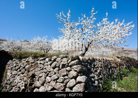 Cherry tress in der Blüte in Monroy Tal Stockfoto