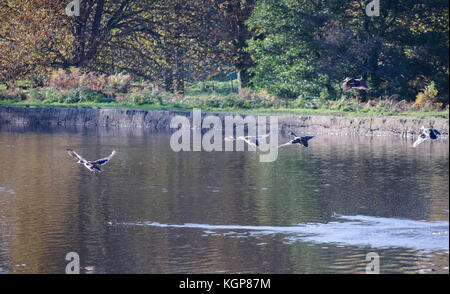 Mallards Enten im Herbst Stockfoto