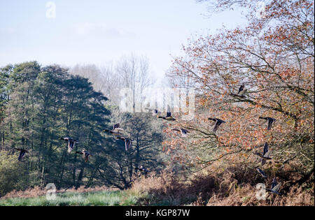 Mallards Enten im Herbst Stockfoto