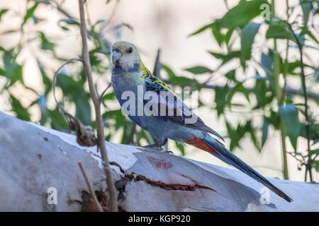 Blass - vorangegangen Rosella Stockfoto