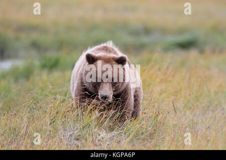Eine Nahaufnahme Bild einer Alaska Braunbär, Grizzly, bedrohlich zu Fuß in Richtung der Zuschauer durch grün und gold Gräser der Alaska Halbinsel. Stockfoto