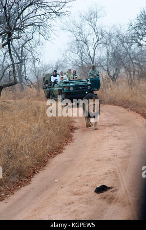 Erwachsenen männlichen Löwen, gefolgt von einem touristischen 4x4 Jeep. Kapama Private Game Reserve in der Nähe des Kruger-Nationalparks. Südafrika Stockfoto