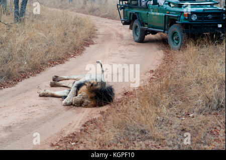 Erwachsenen männlichen Löwen, gefolgt von einem touristischen 4x4 Jeep. Kapama Private Game Reserve in der Nähe des Kruger-Nationalparks. Südafrika Stockfoto