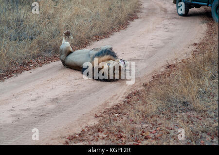 Erwachsenen männlichen Löwen, gefolgt von einem touristischen 4x4 Jeep. Kapama Private Game Reserve in der Nähe des Kruger-Nationalparks. Südafrika Stockfoto