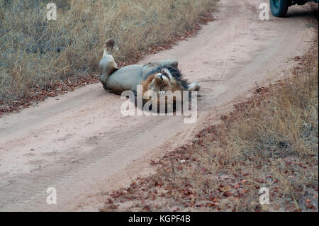 Erwachsenen männlichen Löwen, gefolgt von einem touristischen 4x4 Jeep. Kapama Private Game Reserve in der Nähe des Kruger-Nationalparks. Südafrika Stockfoto