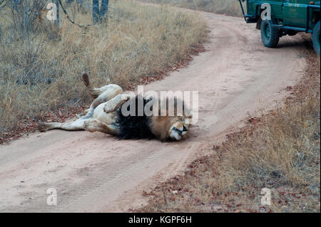 Erwachsenen männlichen Löwen, gefolgt von einem touristischen 4x4 Jeep. Kapama Private Game Reserve in der Nähe des Kruger-Nationalparks. Südafrika Stockfoto