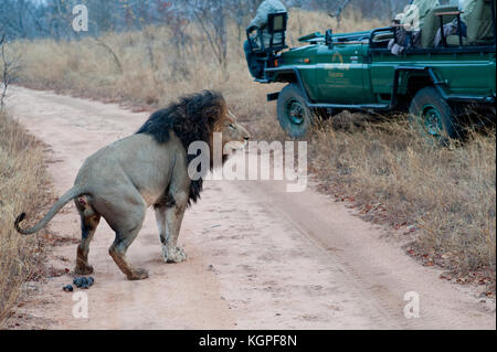 Erwachsenen männlichen Löwen, gefolgt von einem touristischen 4x4 Jeep. Kapama Private Game Reserve in der Nähe des Kruger-Nationalparks. Südafrika Stockfoto