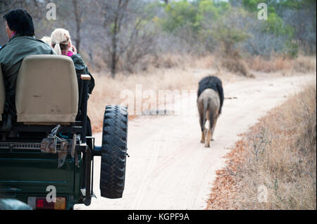 Erwachsenen männlichen Löwen, gefolgt von einem touristischen 4x4 Jeep. Kapama Private Game Reserve in der Nähe des Kruger-Nationalparks. Südafrika Stockfoto