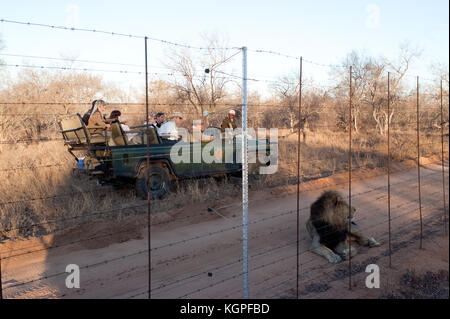 Erwachsenen männlichen Löwen von einem touristischen 4x4 Jeep Anhalten ein Park Zaun gefolgt. Kapama Private Game Reserve in der Nähe des Kruger-Nationalparks. Stockfoto