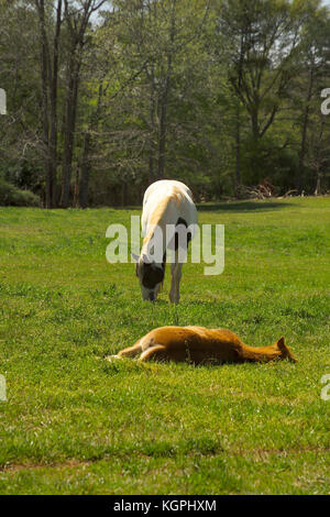 Stute und Fohlen auf der Weide, AN DER UNIVERSITÄT VON GEORGIA'S PFERD, Athens, GA Stockfoto