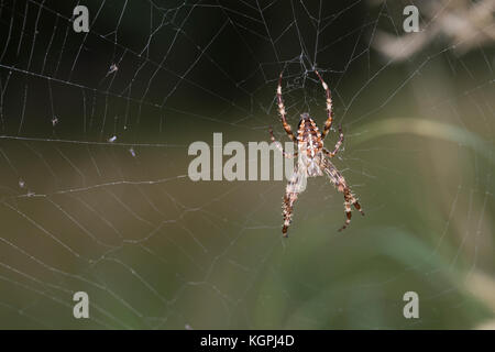 Garten-Kreuzspinne, Gartenkreuzspinne, Gemeine Kreuzspinne lauert in ihrem Netz, Radnetz, Araneus diadematus, Kreuz orbweaver, European Garden Spider, Stockfoto