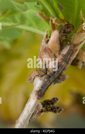 Großes Eichenkarmin, großes Eichenkarmin, großer Eichenkarmin, Raupe, Jungraupe frisst an Eiche, Catocala sponsa, dunkelkarmesinroter Unterflügel, Raupe Stockfoto