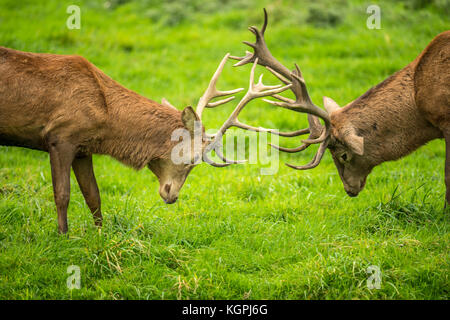 Herbst rot Hirschbrunft. Bildsequenz, die Szenen um männlichen Hirsch und Frau Hind ist mit Jungen in Ruhe und kämpfte während der jährlichen Herbst Furche. Stockfoto