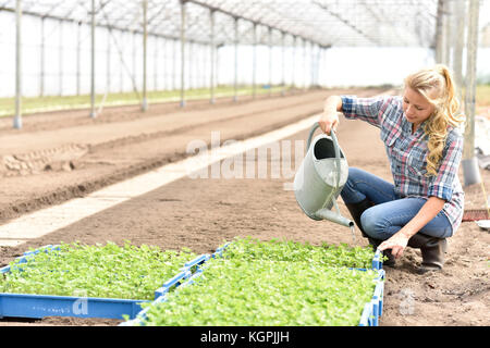 Junge Frau Bewässerung bio Salat im Gewächshaus Stockfoto