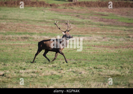 Red Deer Hirsch mit großen Geweih Cervus elaphus in parkland Trab im späten Herbst Stockfoto