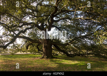 Emanzipation Eiche Baum an der Hampton University Virginia Stockfoto