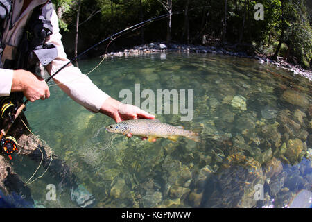 Nahaufnahme von Fario Forelle in Fisherman's Hand Stockfoto