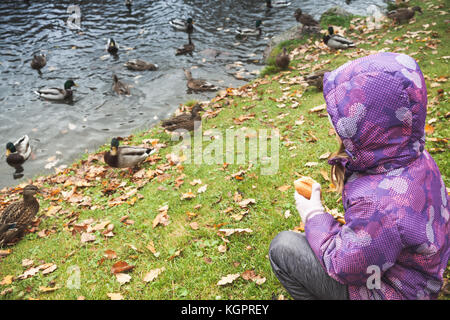 Kleines Mädchen auf Gras feeds Enten im Herbst Park Stockfoto