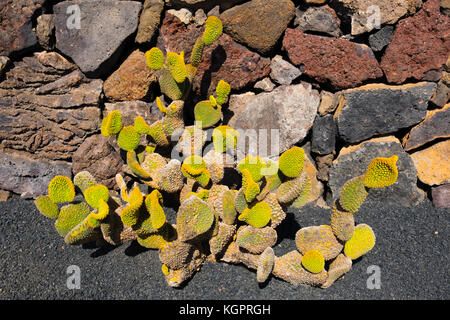 Jardin de Cactus. Cactus Garden von Cesar Manrique, Risco de las Nieves Range, Guatiza. Lanzarote Island. Kanarische Inseln Spanien. Europa Stockfoto