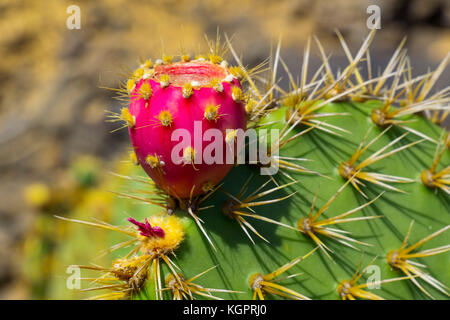 Jardin de Cactus. Cactus Garden von Cesar Manrique, Risco de las Nieves Range, Guatiza. Lanzarote Island. Kanarische Inseln Spanien. Europa Stockfoto