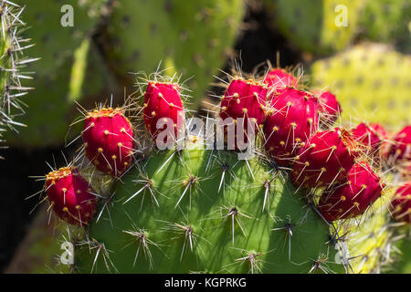 Jardin de Cactus. Cactus Garden von Cesar Manrique, Risco de las Nieves Range, Guatiza. Lanzarote Island. Kanarische Inseln Spanien. Europa Stockfoto