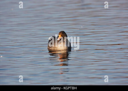 Eine Graugans, Anser anser, ruht auf einem See. Stockfoto