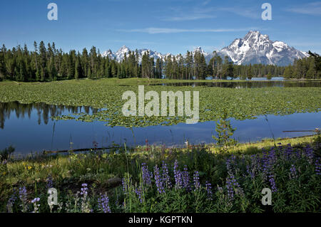 Wy 02554-00 ... Wyoming - die Teton Range über den stillen Wassern des Heron Teich am Rande der Jackson Lake im Grand Teton National Park entfernt. Stockfoto