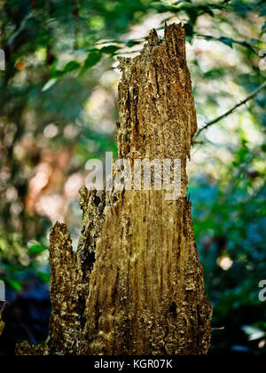 Frühling TX USA - 17. Okt. 2017 - Rotten Tree Stump in a Woods im Frühjahr TX Stockfoto