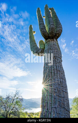 Saguaro Kaktus mit Sun Star Strahlen in der Nähe von Bartlett Lake im Tonto National Forest, Maricopa County östlich von Phoenix, Arizona, USA. Stockfoto