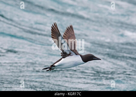 Dickschnabelmurre / Brünnichs Guillemot (Uria lomvia) im Flug über dem Meerwasser, beheimatet in den supolaren Regionen der nördlichen Hemisphäre Stockfoto