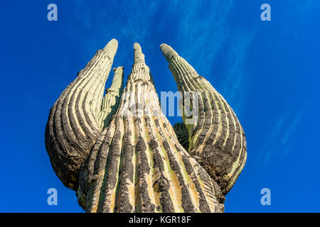 Weitwinkelaufnahme oben Saguaro Kaktus in der Nähe von Bartlett Lake Gebiet des Tonto National Forest in Maricopa County östlich von Phoenix, Arizona, USA. Stockfoto