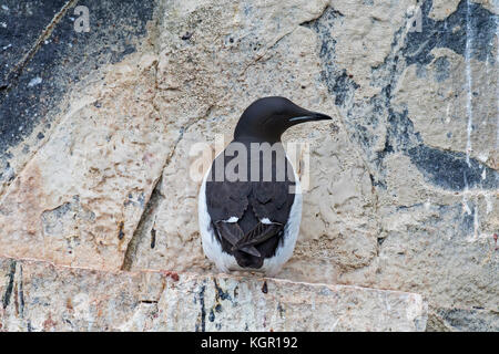 Dickschnabelmurre / Brünnichs Guillemot (Uria lomvia) auf Felsvorsprung in Meeresklippe in Seevögelkolonie, Alkefjellet, Hinlopenstraße, Svalbard, Norwegen Stockfoto