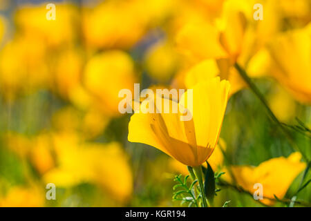 Mexikanische Gold Poppy Blüten Bartlett Lake Gebiet des Tonto National Forest in Maricopa County östlich von Phoenix, Arizona, USA. Stockfoto