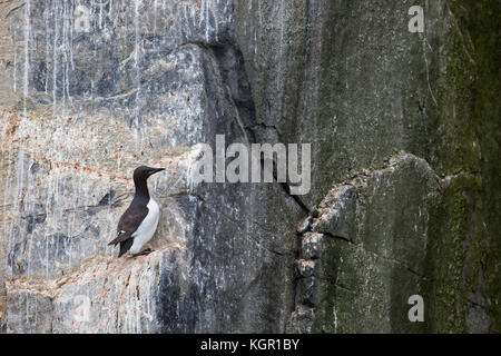 Dickschnabelmurre / Brünnichs Guillemot (Uria lomvia) auf Felsvorsprung in Meeresklippe in Seevögelkolonie, Alkefjellet, Hinlopenstraße, Svalbard, Norwegen Stockfoto