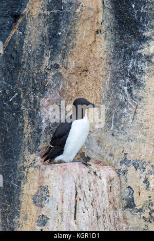 Dickschnabelmurre / Brünnichs Guillemot (Uria lomvia) auf Felsvorsprung in Meeresklippe in Seevögelkolonie, Alkefjellet, Hinlopenstraße, Svalbard, Norwegen Stockfoto