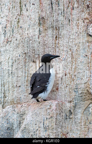 Dickschnabelmurre / Brünnichs Guillemot (Uria lomvia) auf Felsvorsprung in Meeresklippe in Seevögelkolonie, Alkefjellet, Hinlopenstraße, Svalbard, Norwegen Stockfoto