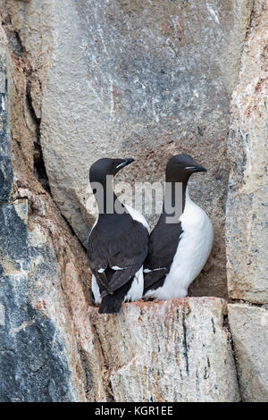 Zwei dickschnabelige Murren / Brünnichs Guillemoten (Uria lomvia) auf Felsvorsprung in Meeresklippe in Seevögelkolonie, Alkefjellet, Hinlopenstraße, Svalbard Stockfoto