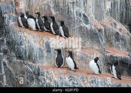 Dickschnabelmurren / Brünnichs Guillemoten (Uria lomvia) auf Felsvorsprung in Meeresklippe in Seevögelkolonie, Alkefjellet, Hinlopenstraße, Svalbard, Norwegen Stockfoto