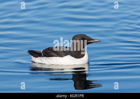 Dickschnabelmurre / Brünnichs im Meer schwimmende Guillemot (Uria lomvia), die in den sub-polaren Regionen der nördlichen Hemisphäre, Spitzbergen, Norwegen, beheimatet ist Stockfoto