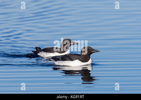 Zwei im Meer schwimmende Dickschnabelmurren / Brünnichs Guillemots (Uria lomvia), die in den sub-polaren Regionen der nördlichen Hemisphäre, Spitzbergen, beheimatet sind Stockfoto