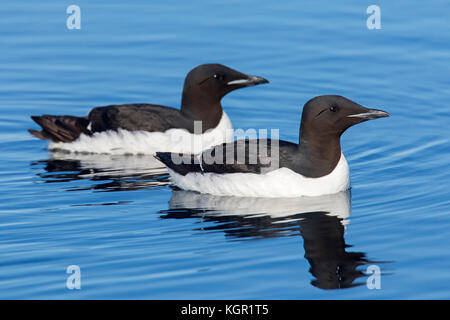 Zwei im Meer schwimmende Dickschnabelmurren / Brünnichs Guillemots (Uria lomvia), die in den sub-polaren Regionen der nördlichen Hemisphäre, Spitzbergen, beheimatet sind Stockfoto