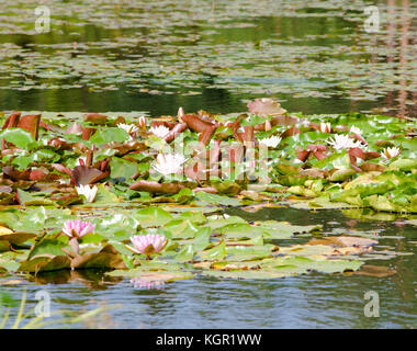 Nymphaea tetragona Seerose auf See. Stockfoto